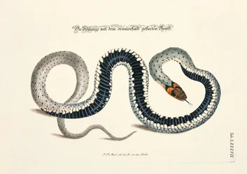 Serpente con testa a macchie arancioni