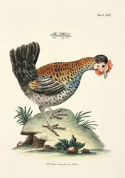Il pollo