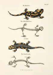 La Salamandra di fuoco con scheletro