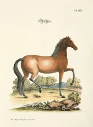 Il cavallo