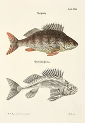 Il pesce persico e il suo scheletro