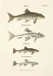 La Trota, il Gudgeon e i loro scheletri