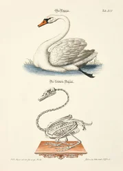 Il cigno e il suo scheletro