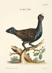 Gallo cedrone occidentale