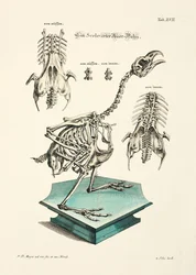 Scheletro di gallo cedrone occidentale