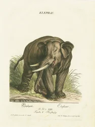 Elefante asiatico in habitat naturale