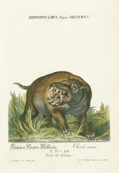 Ippopotamo con bocca aperta