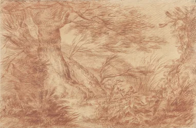 Piante e erbe vicino a tronchi di salici vecchi