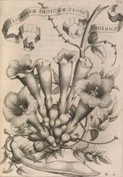 Gelsomino Indiano con Fiore Rosso