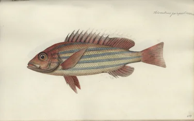 Lutjanus quinquelineatus, prima del 1790