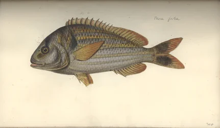 Perca juba, prima del 1792