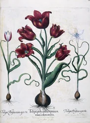 Tulipani, 1613