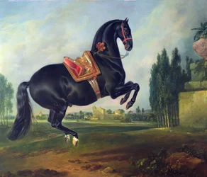Un cavallo nero che esegue la Courbette
