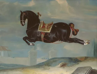 Il cavallo nero «Curioso» mentre esegue una capriola