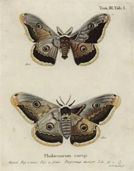 Falena imperatore, Saturnia pavonia