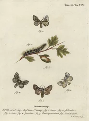 Falena della quercia pallida, Trichiura crataegi