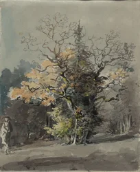 Gruppo di alberi davanti a una foresta