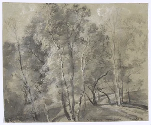 Alberi a foglia caduca sul pendio