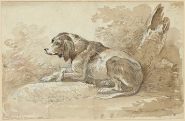 Due studi di cani