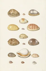 Conchiglie di ciprea