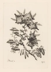 Fiori a forma di aquilone