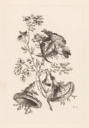 Fiori triangolari