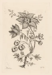 Fiori a forma di stella