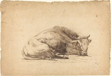 Un toro che dorme