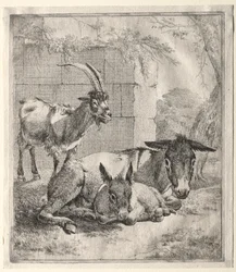 Capra e Asini