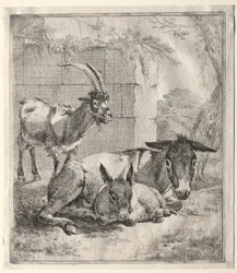 Capra e asini