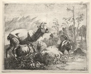 Capre, 1665