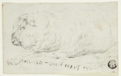 Pecore sdraiate