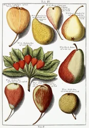 Varie specie di pere, 1760-1766