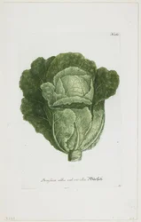 Brassica alba vel viridis, da Phytanthoza Iconographia, 1735-45