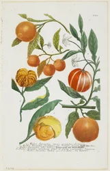 a-e Malus Aurantia ecc., da Phytanthoza Iconographia, 1735-45