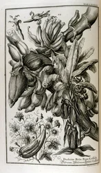Piante e frutti biblici tra cui mandragora e melone
