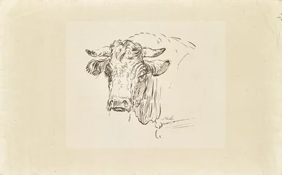 Testa di toro