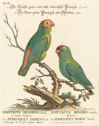 Pappagallo (Le Perroquet Indien. Psittacus Minimus)