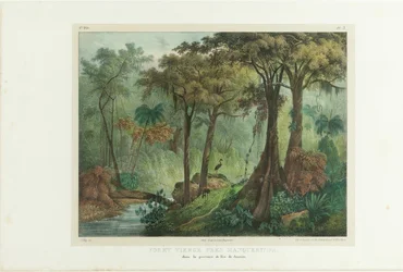 Foresta Vergine Vicino a Manqueritipa. Da Malerische Reise in Brasilien, 1835
