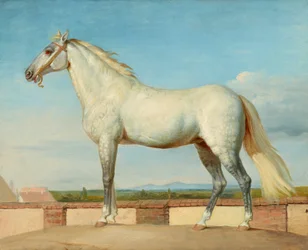 Cavallo bianco davanti a un muro basso