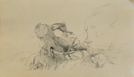 Radici, albero caduto