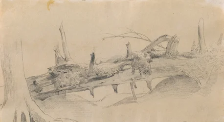 Radici, albero caduto