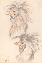 Gallo da combattimento