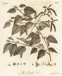 Betulla pelosa, Betula pubescens