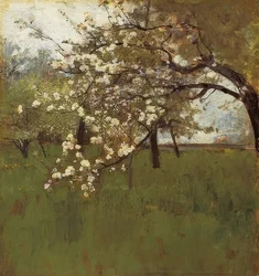 Melo in fiore