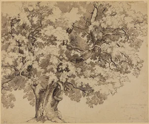 Quercia sulla Wilhelmshöhe presso Kassel