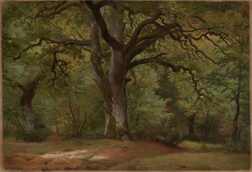 Bosco di querce nel Solling