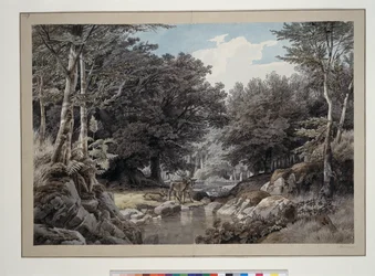 Interno di foresta con cervi presso l