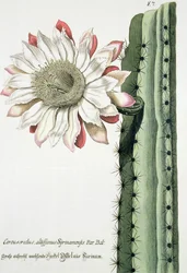 Cereus Erectus Altissimus Syrinamensis da Phythanthoza Iconographica pubblicato in Germania, 1737-45