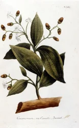 Cannella - in Herbier di J. W. Weinmann